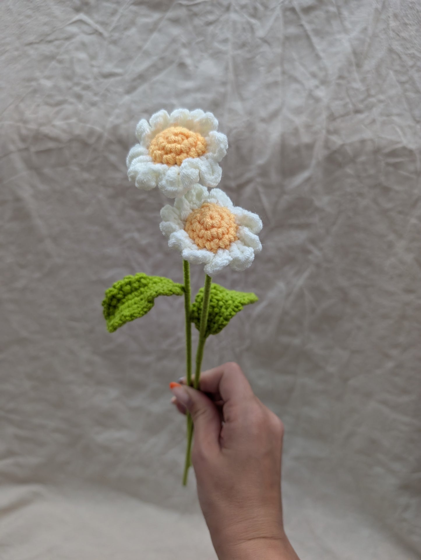 Daisy