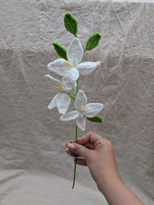 Orchids