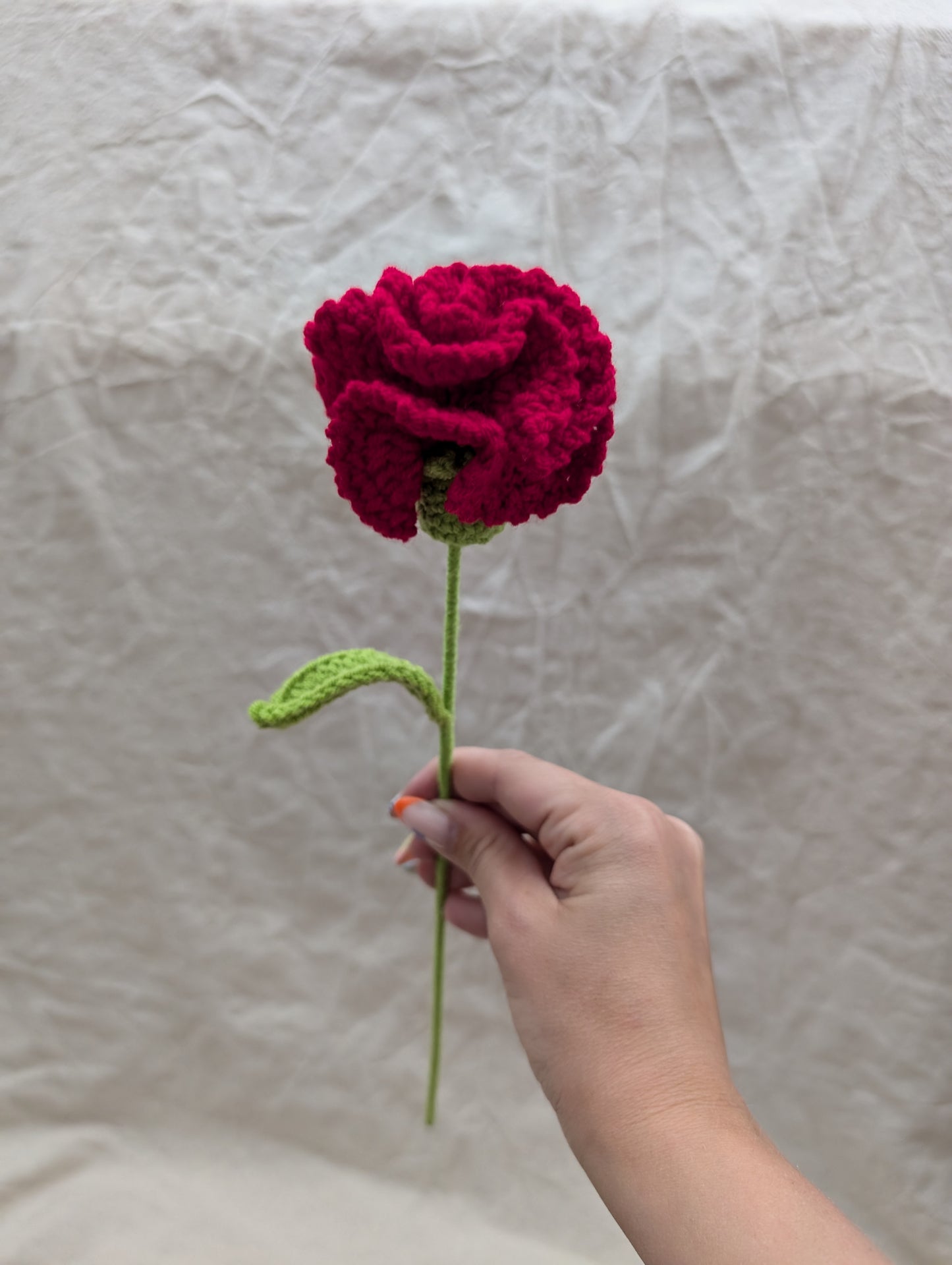 Carnation