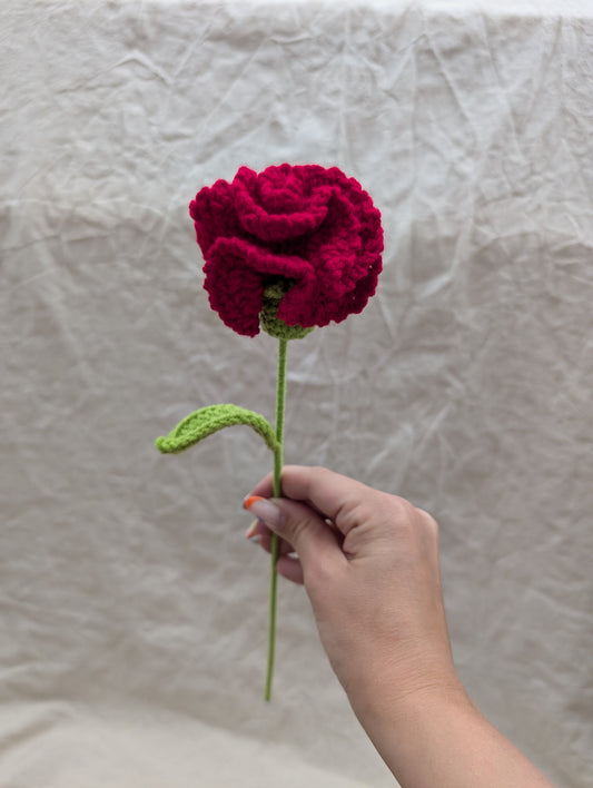 Carnation