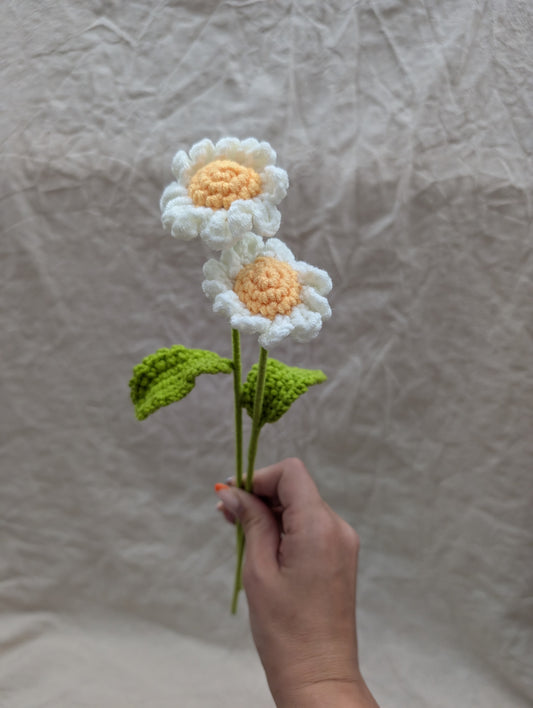 Daisy